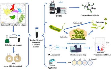 生命科學學院夏險副教授團隊于國際TOP期刊發表重要研究成果，引領自然科學前沿探索